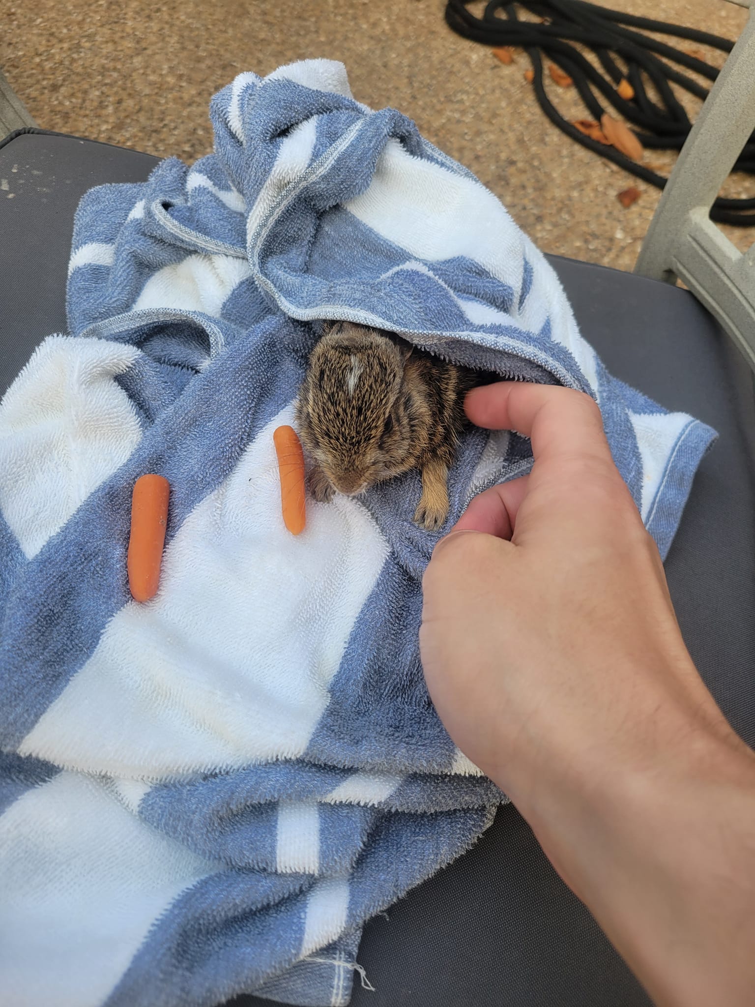 Harrison Kaye - So I saved a rabbit from drowning and I... | Facebook