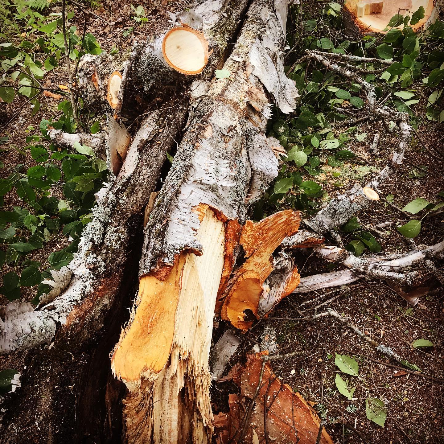 How does a tree so rotten inside... - Stillwater Cottages