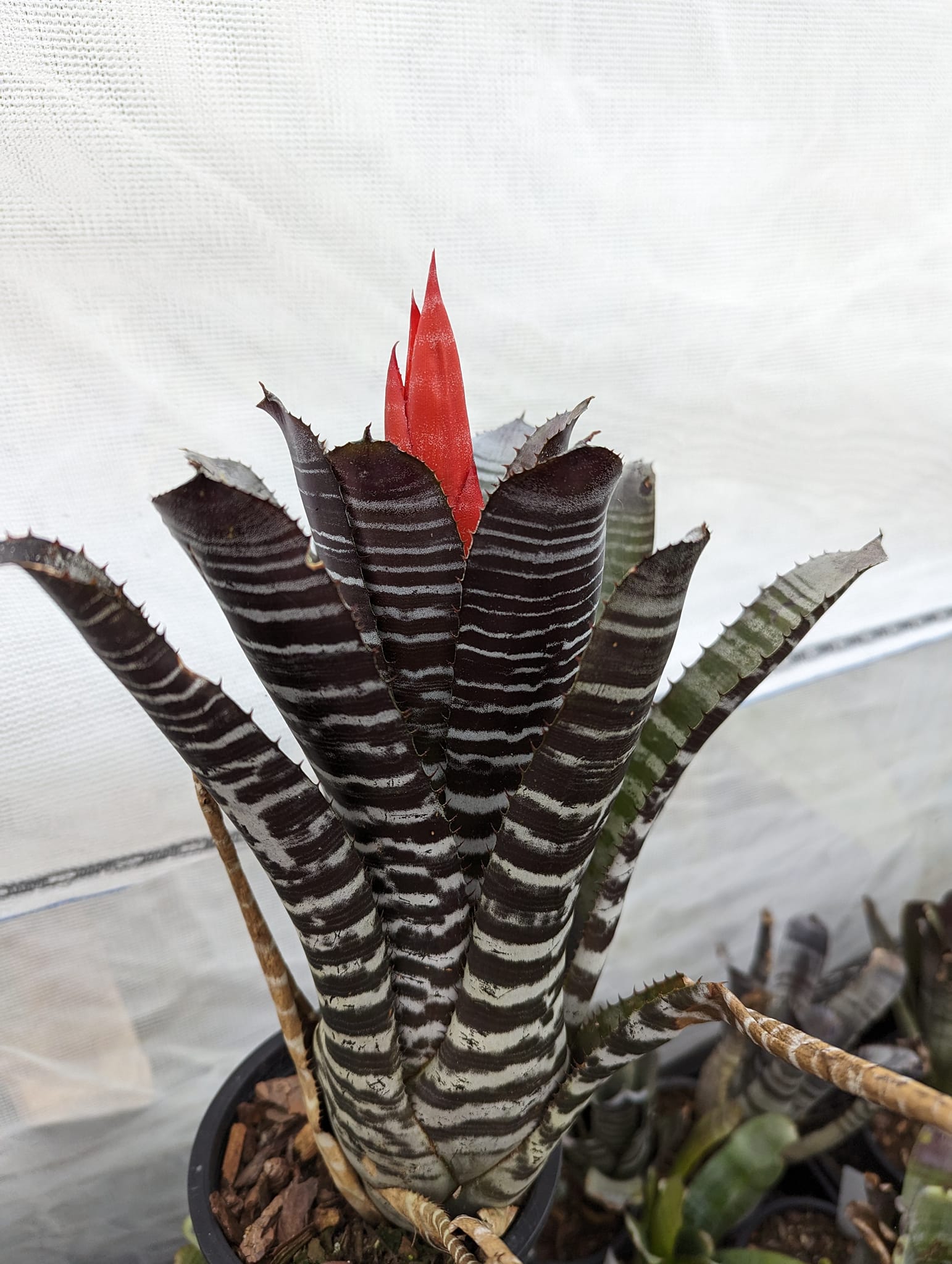 Aechmea chantinii Black with unique bands