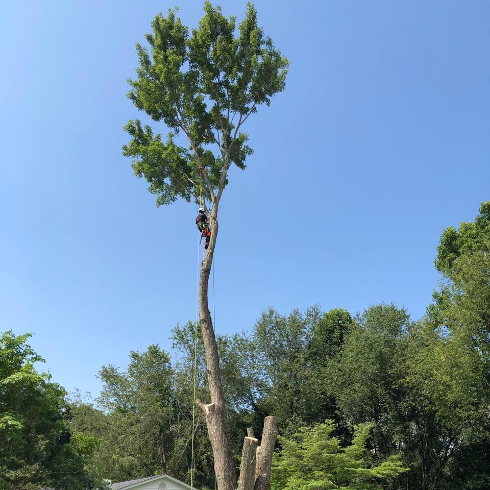 Top Notch Tree Care added a new photo. - Top Notch Tree Care