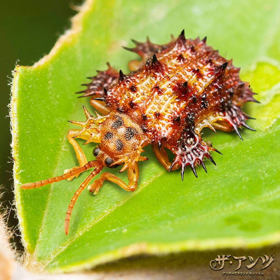 ツシマヘリビロトゲハムシはやっと来ました🎉🎉、ネットやリアルで見た
