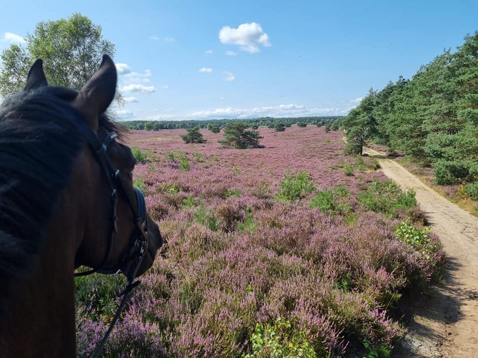 Paardensportvereniging Jeanne d'Arc - WIST JE DAT.... je als ruiter (of ...