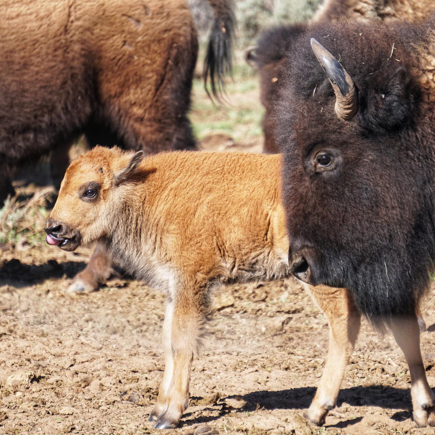 Murphy Legacy Bison | Hesperus CO