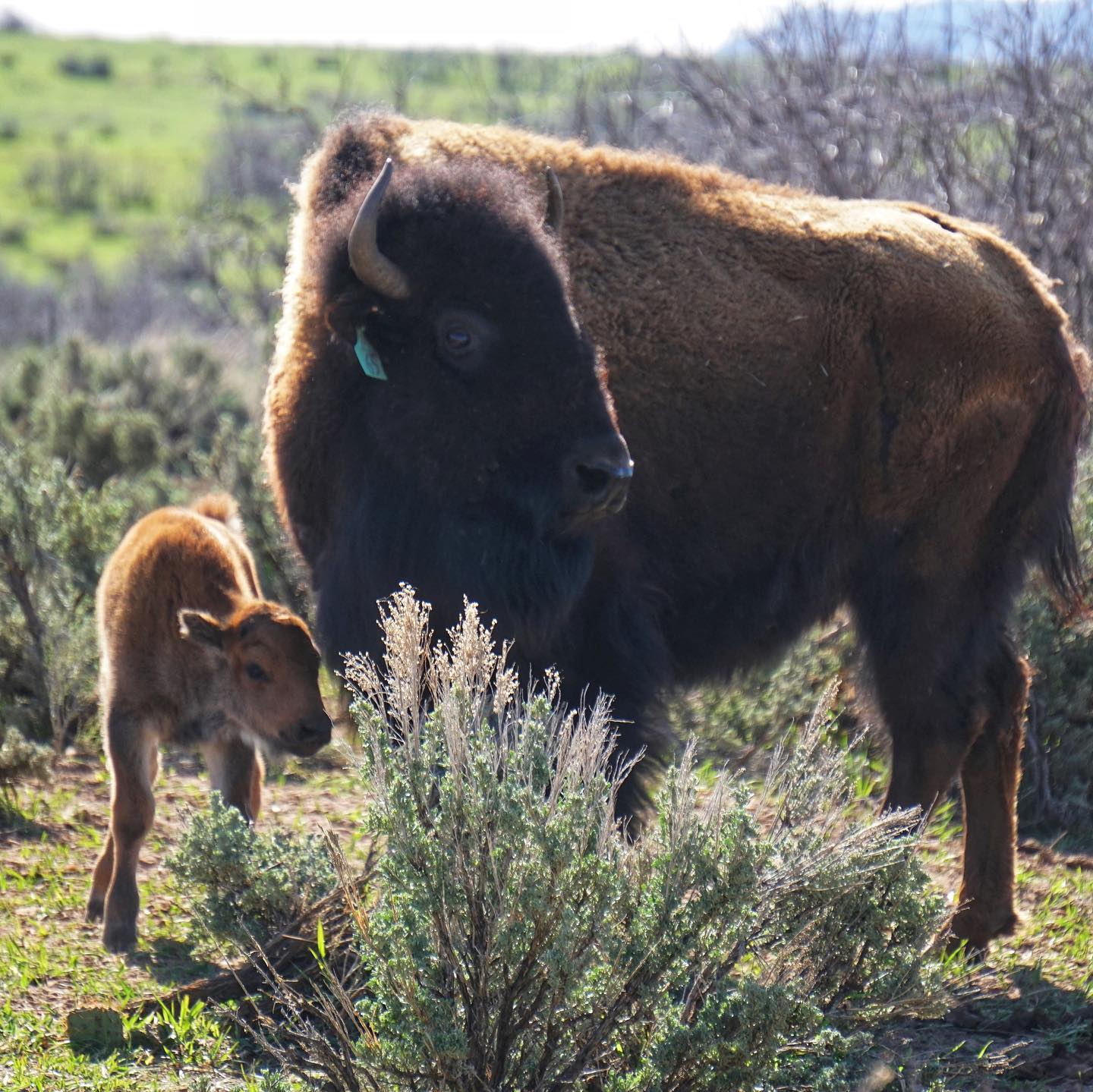 Murphy Legacy Bison | Hesperus CO