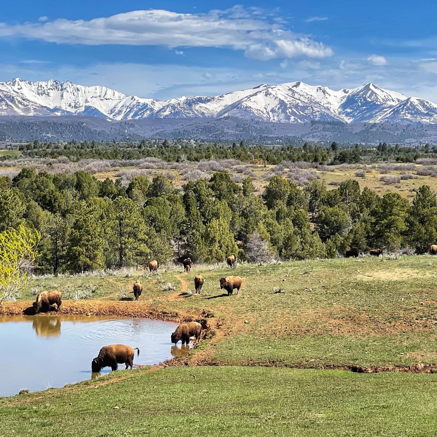 Murphy Legacy Bison | Hesperus CO
