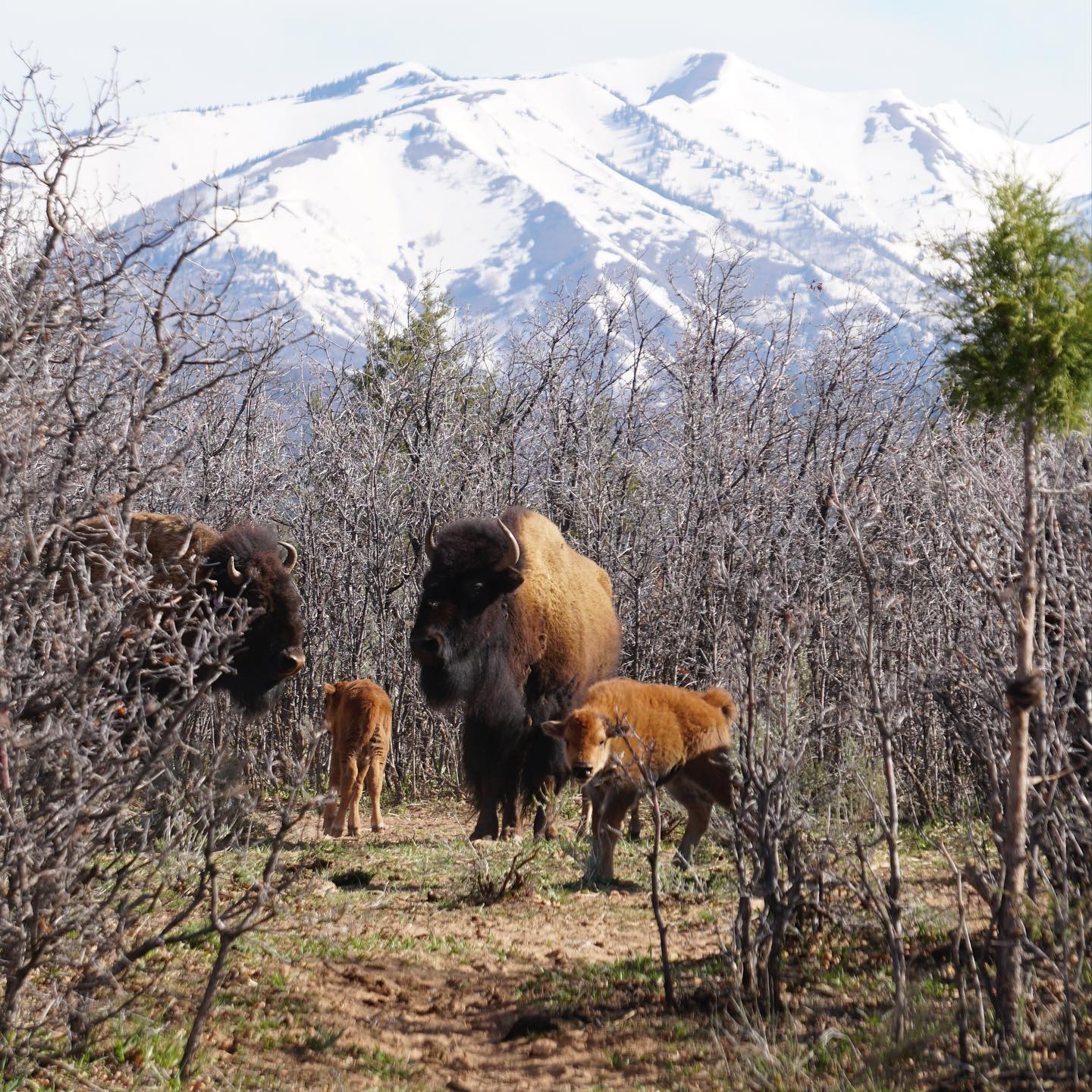 Murphy Legacy Bison | Hesperus CO