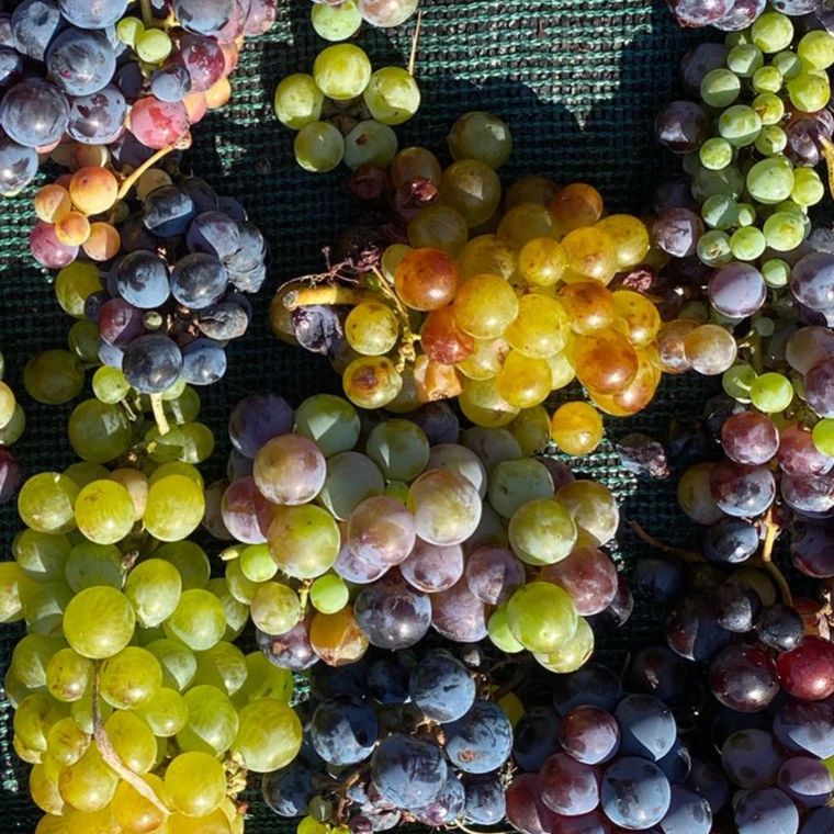 Mykonos VIOMA Organic Farm & Vineyard - Οικολογικό Αγρόκτημα Μυκόνου ...