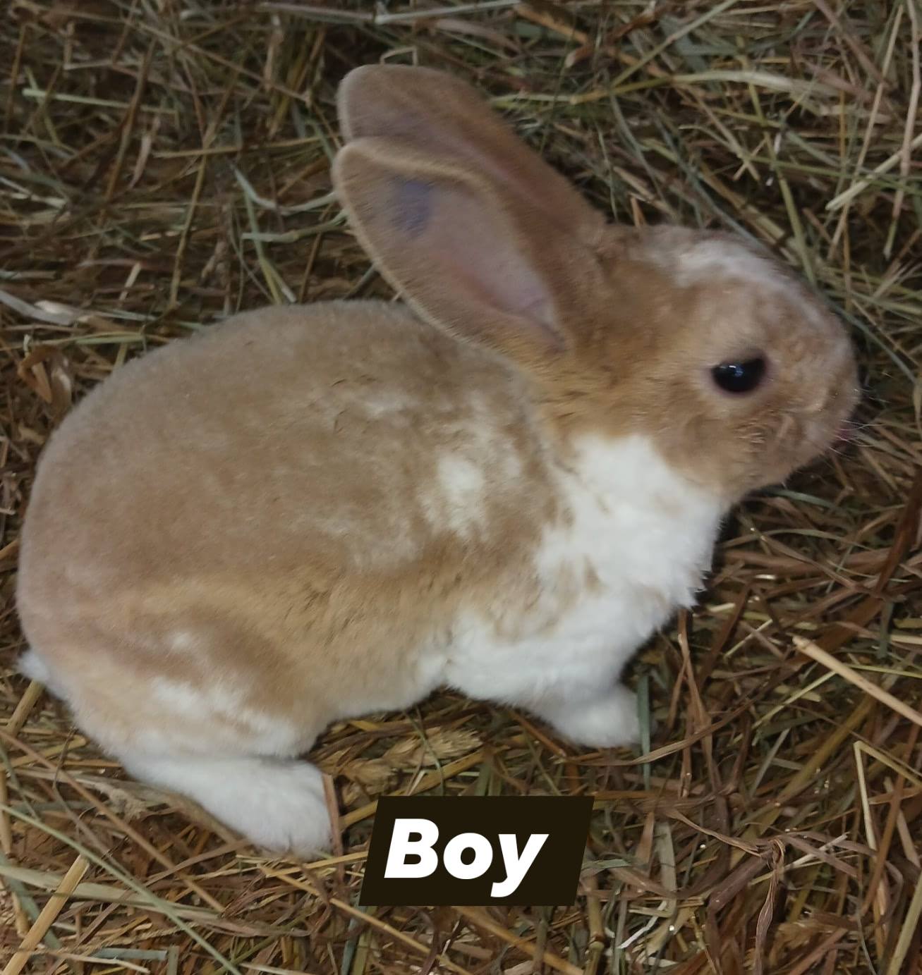 Maine RABBIT BREEDERS | Facebook