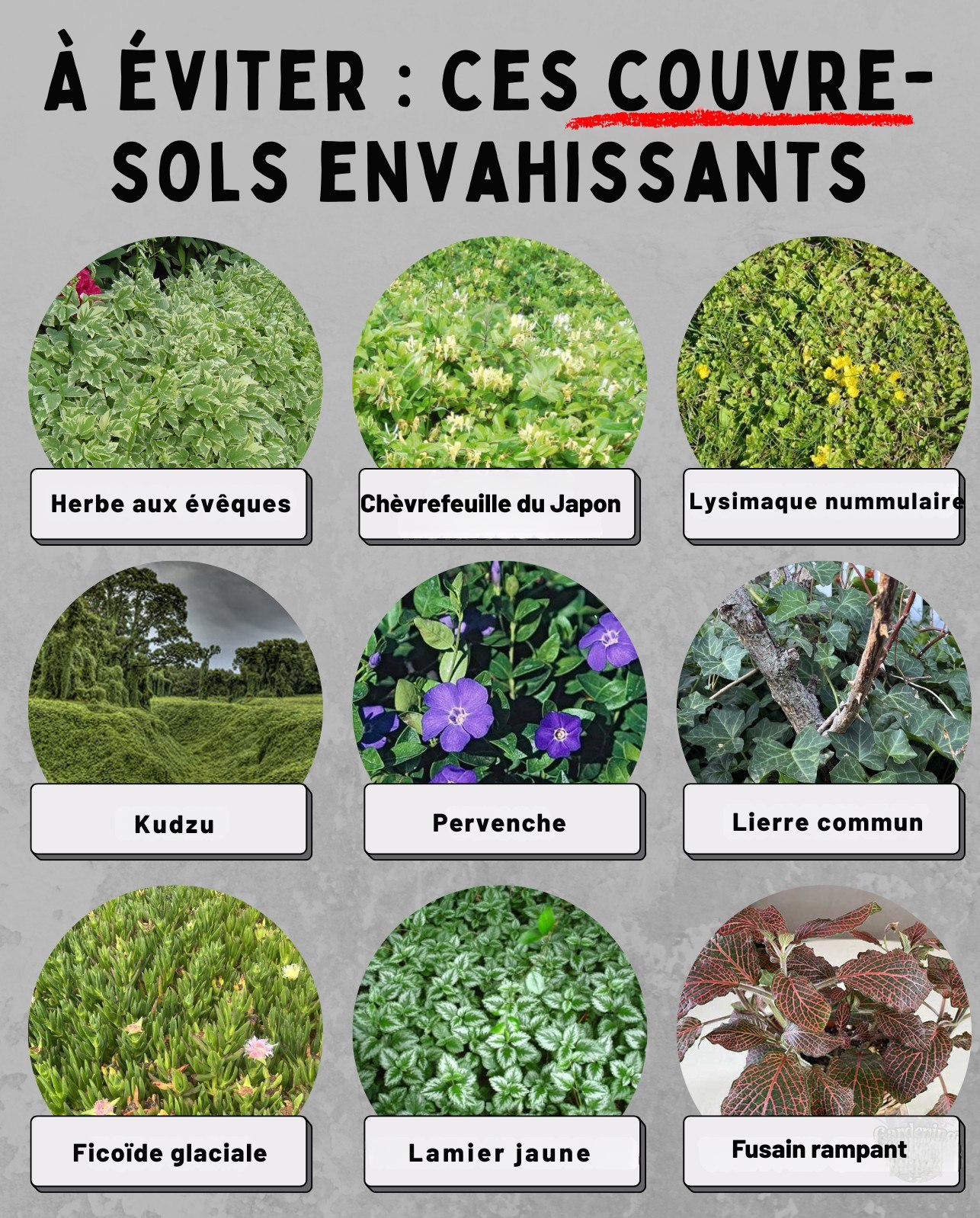 conseils-attention-ces-couvre-sols-envahissants-qui-nuisent-aux