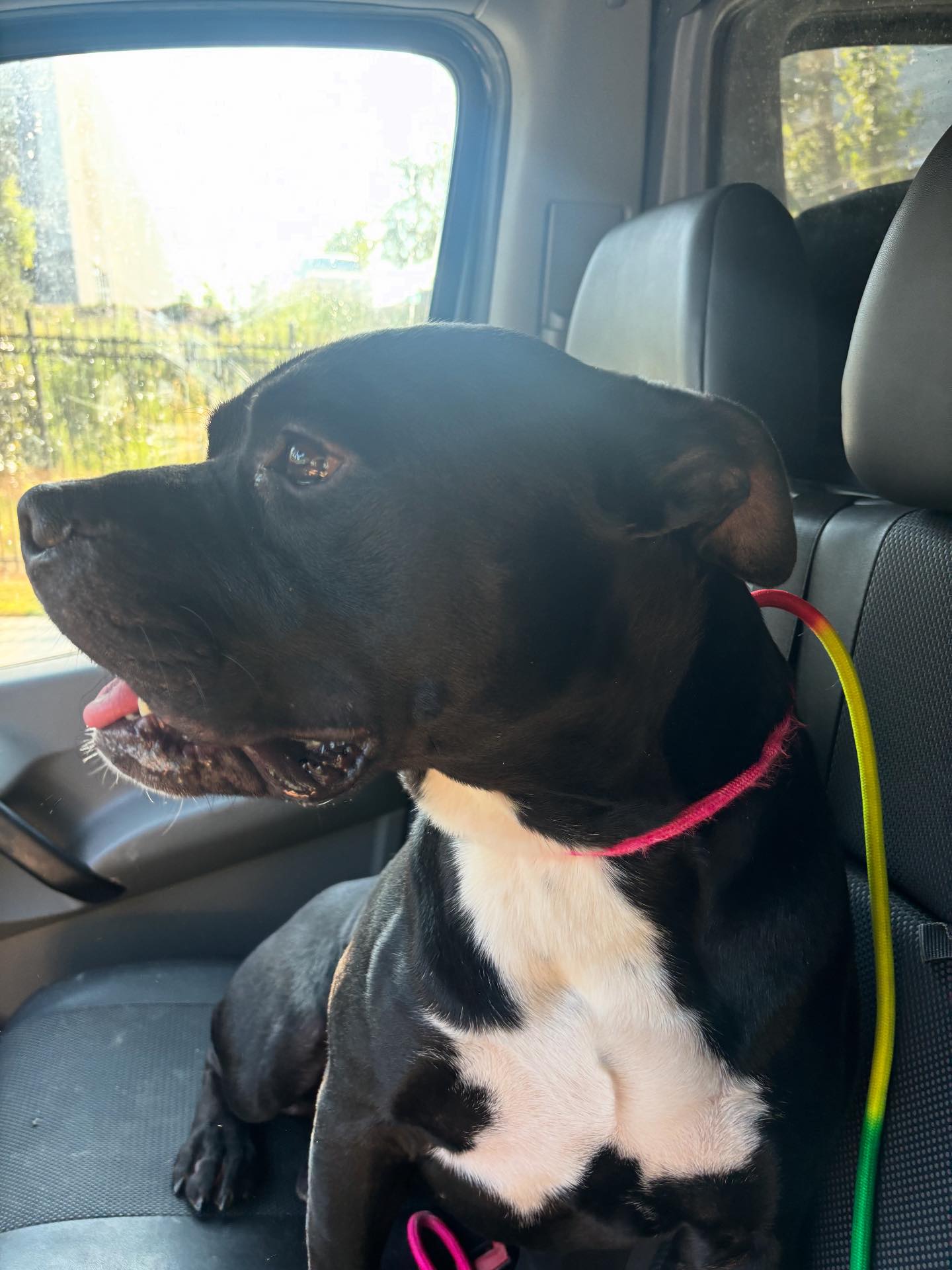 💔 Guthrie’s adoption has... - ONE PAW AT A TIME GA Rescue | Facebook