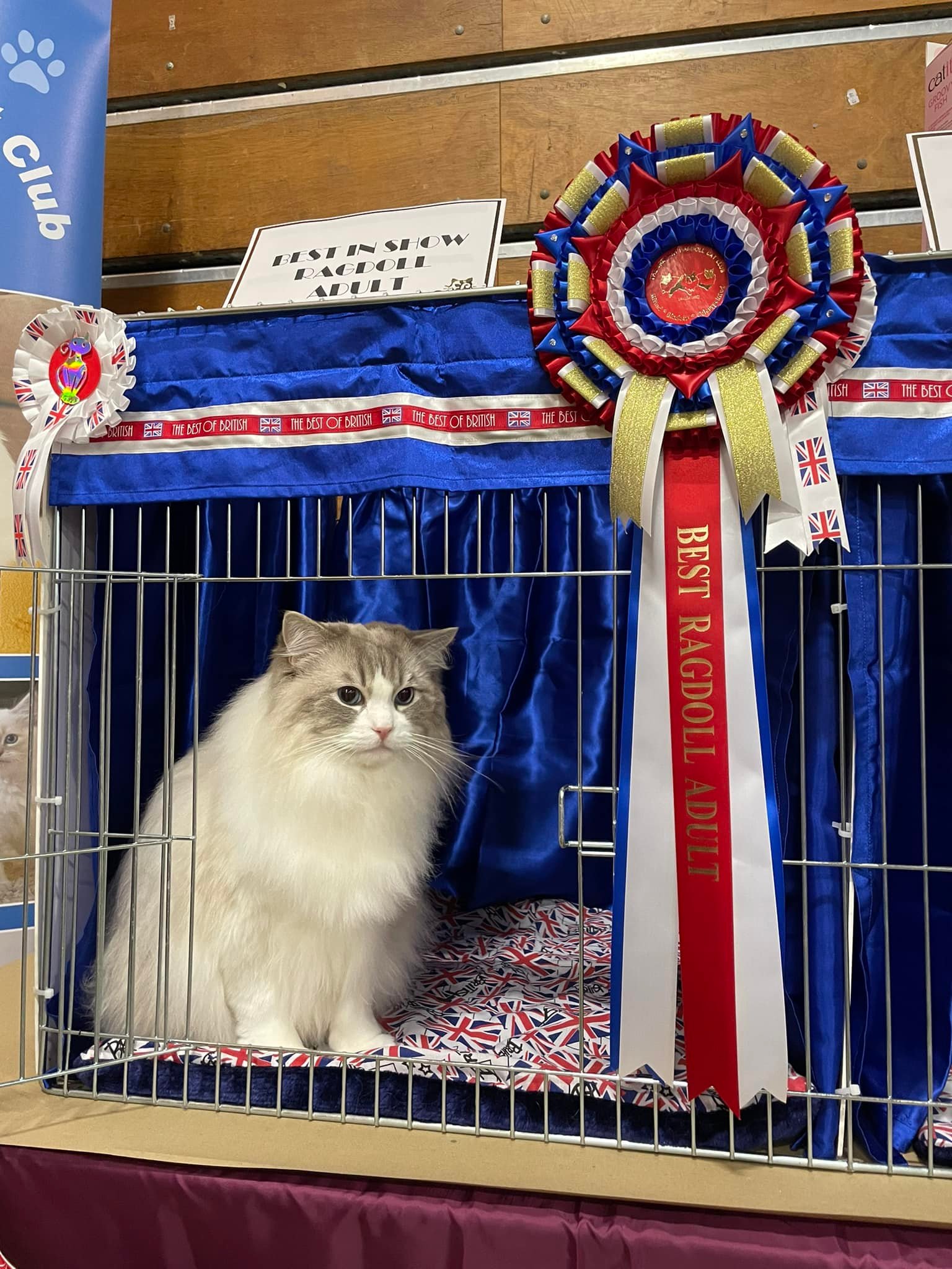 We have a big announcement... - The British Ragdoll Cat Club | Facebook