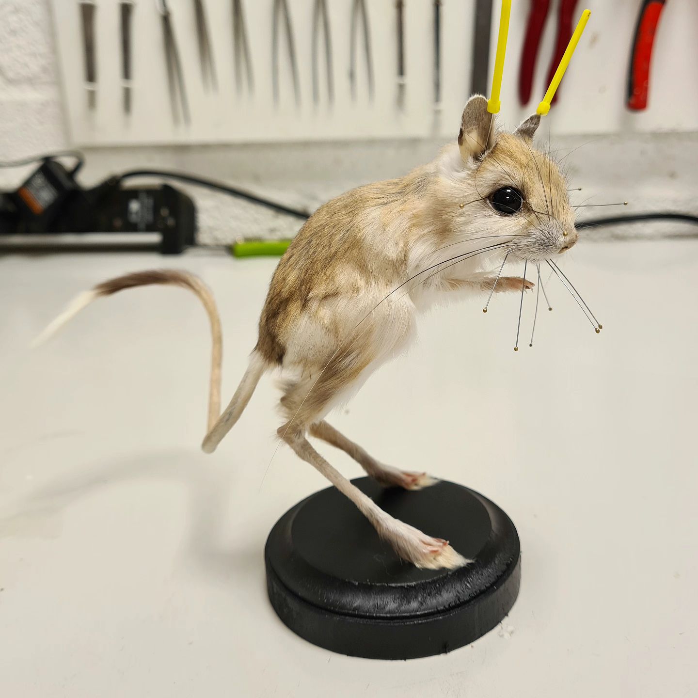 Lesser Egyptian jerboa at Smithsonian's museum reminds of Muad'dib