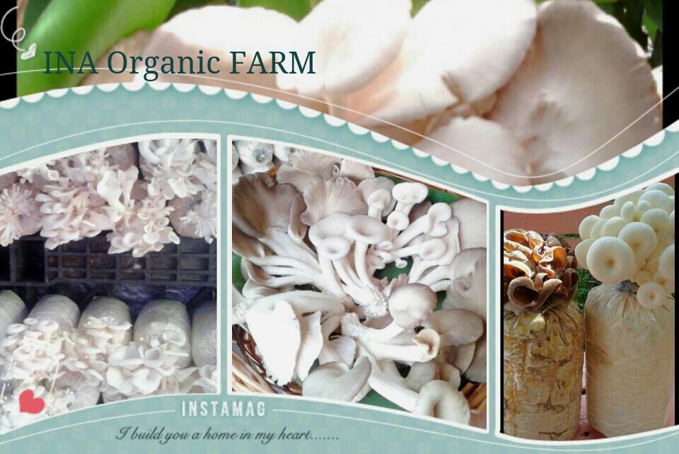 INA Organic FARM | Bangkok