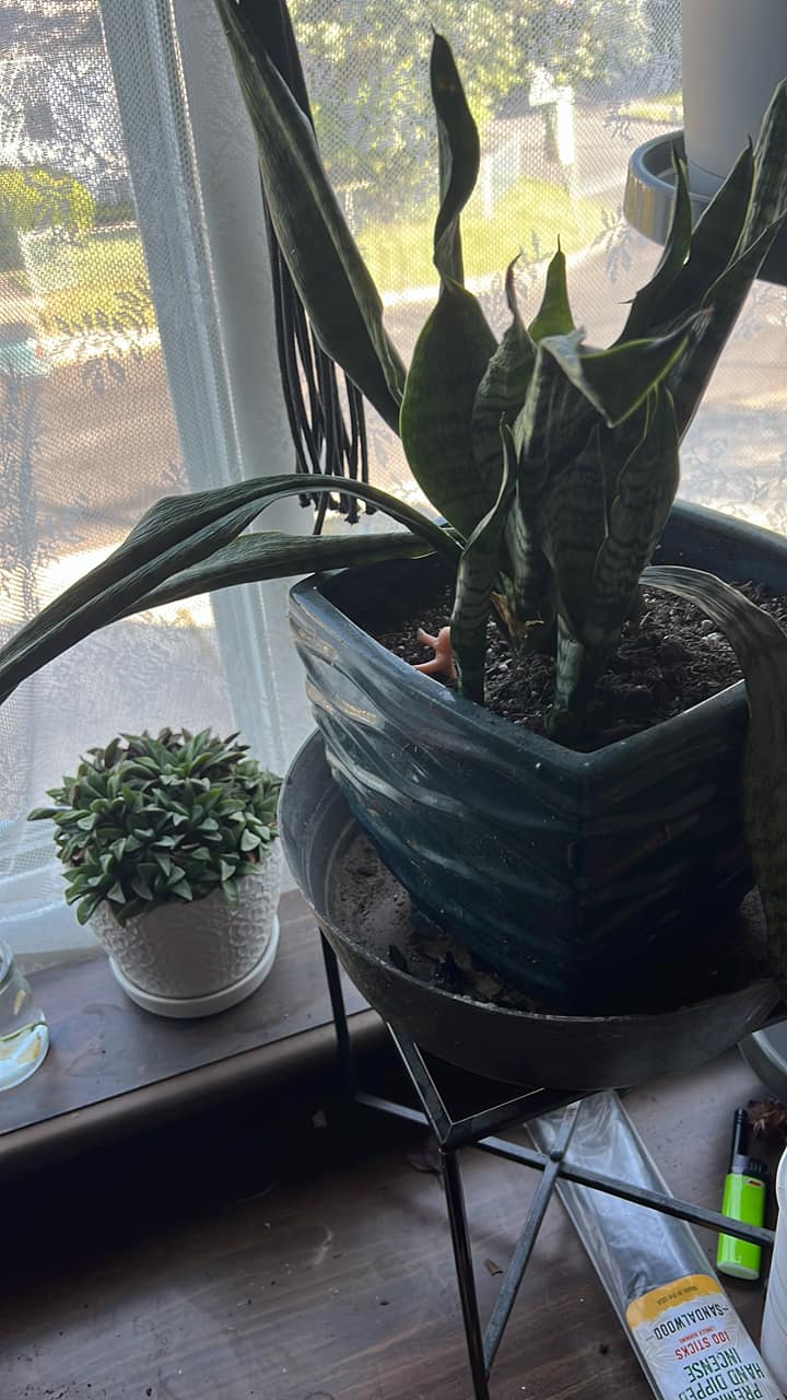 reddit old bac water What does a wilting snake plant need to recover? how often should you