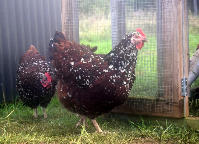 🐔 Our Speckled Sussex that we... - Northern Rivers Poultry | Facebook