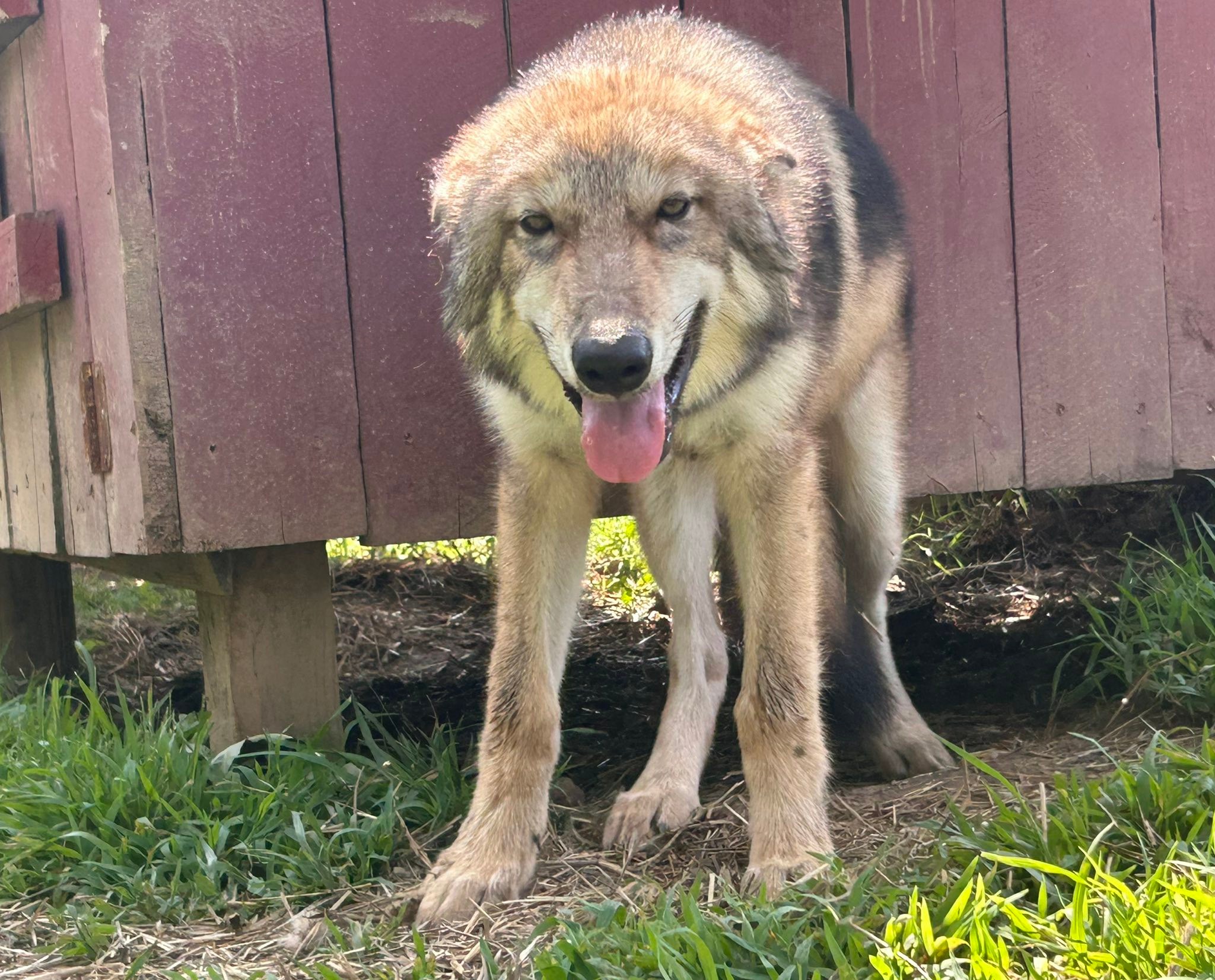 Red... - Red Riding Hood Rescue Project - a wolfdog rescue