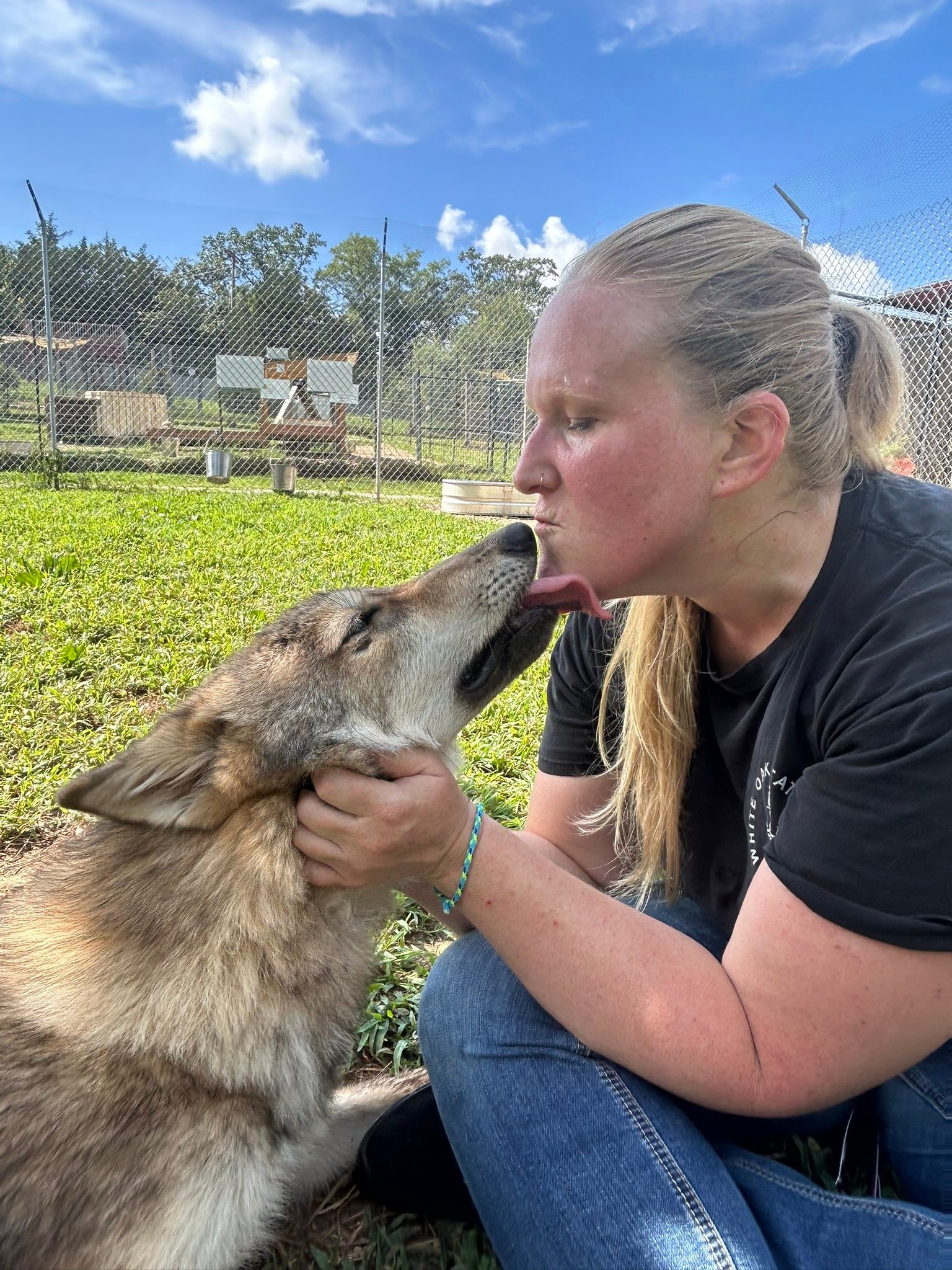 Red... - Red Riding Hood Rescue Project - a wolfdog rescue