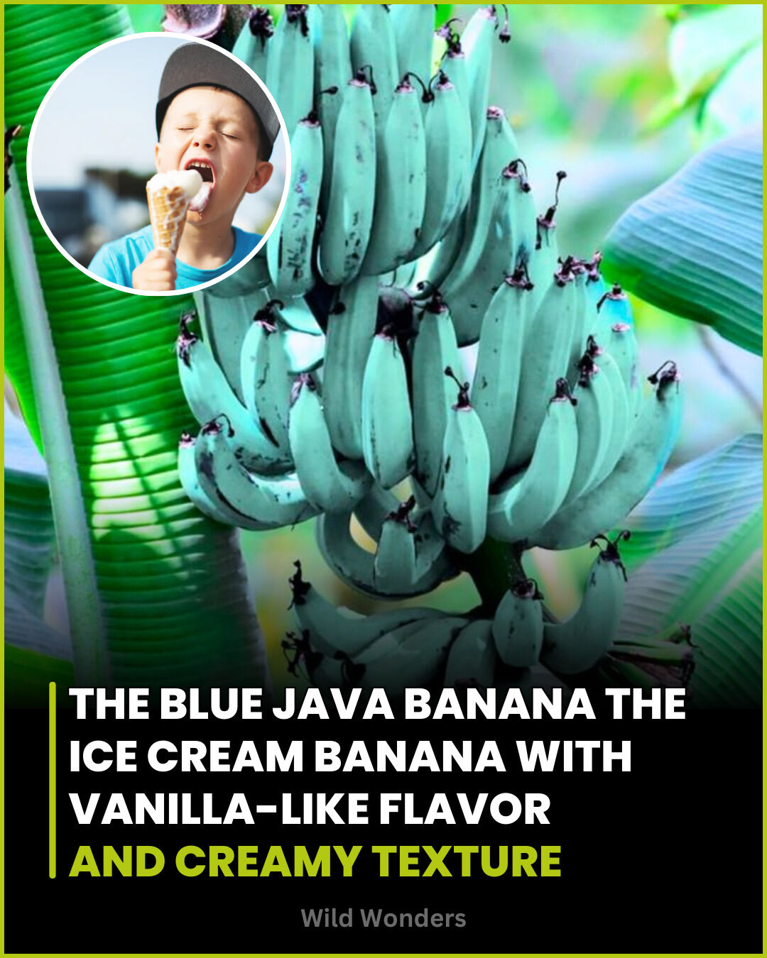 Wild - Meet the Blue Java banana, also known as the “ice cream banana ...