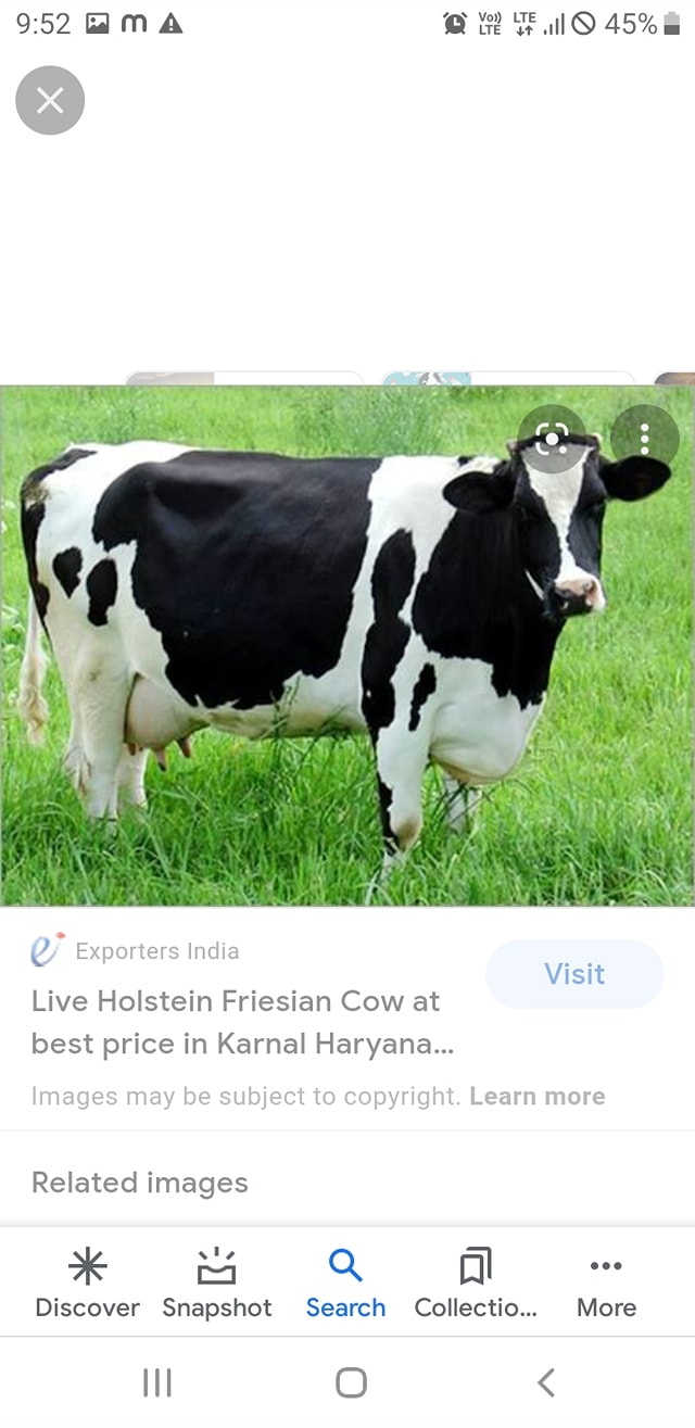 cow sale | Facebook