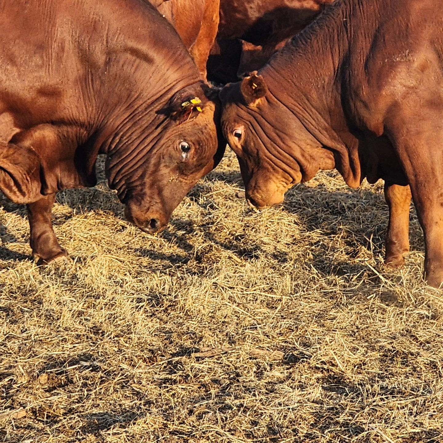 Desai's Farming and Livestock