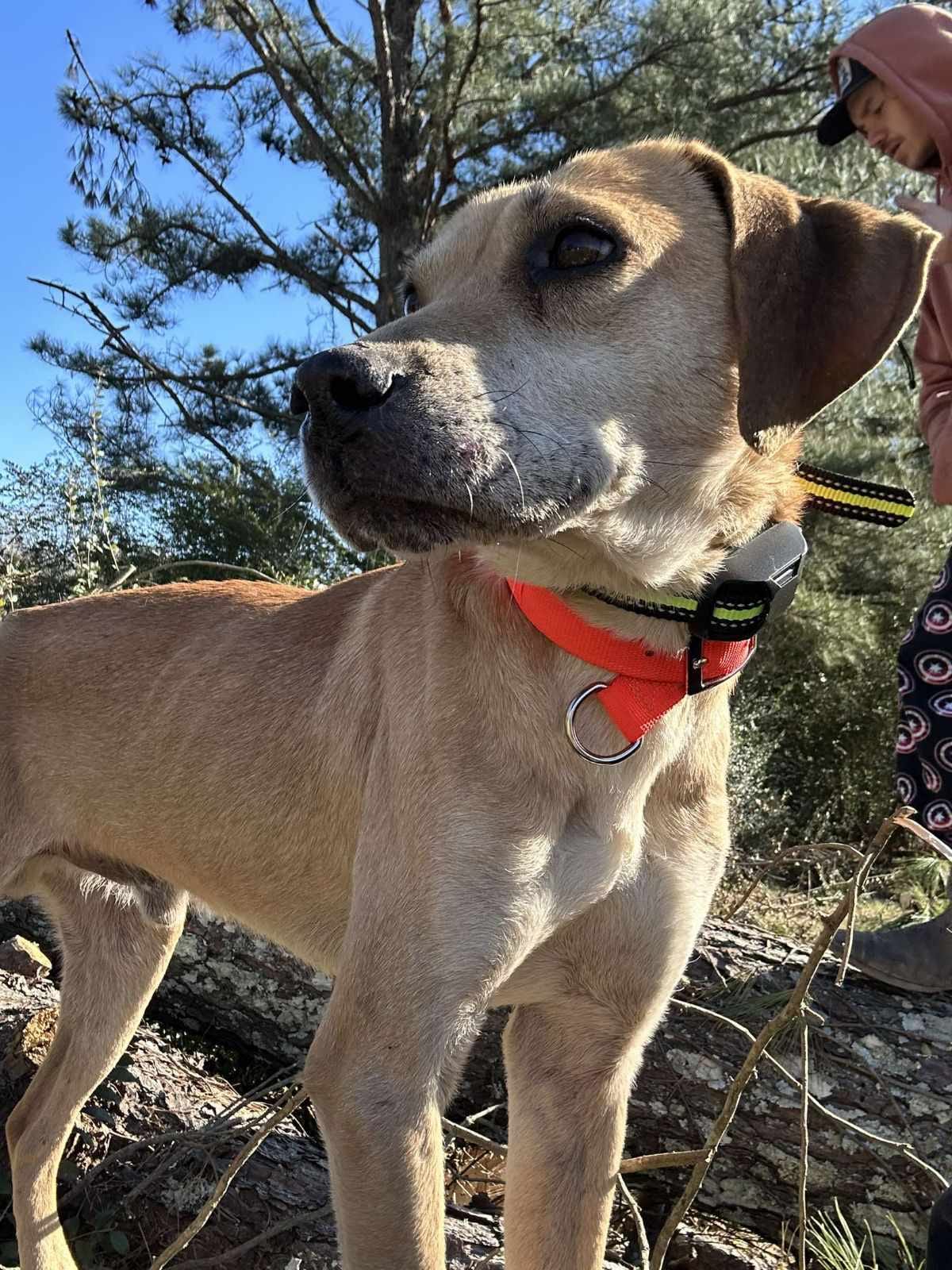 Black Watch Collared Snead （Courtesy post: Dog found on yellow 