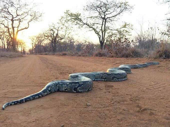African rock python snake Africa’s... - As It Happens- AIH