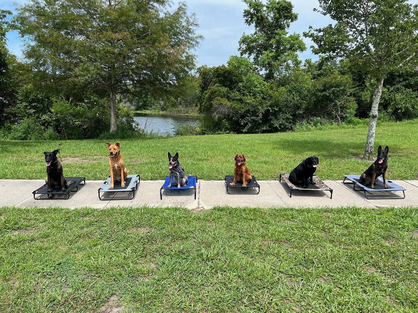 Sit Happens Dog Training | Jacksonville FL