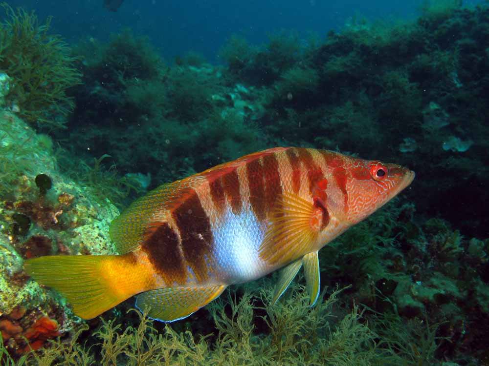 Il pesce nel dialetto gallipolino - nome dialettale: Pérchia nome ...