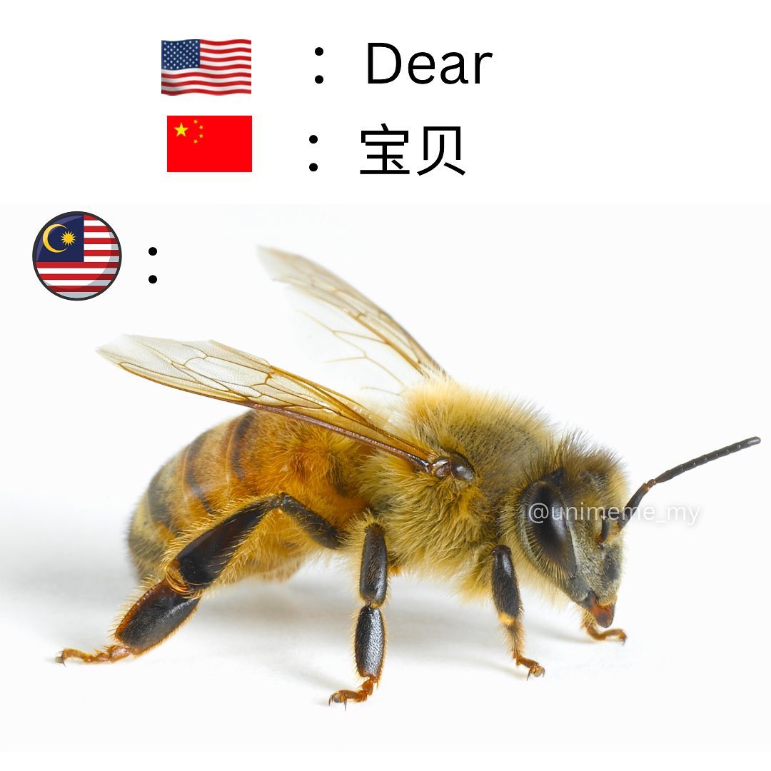 讲鸟话迷迷 - bee . . 广告/宣传，DM详谈 . IG: unimeme_my . . . . . . . . . #梗 #梗圖 #梗 ...