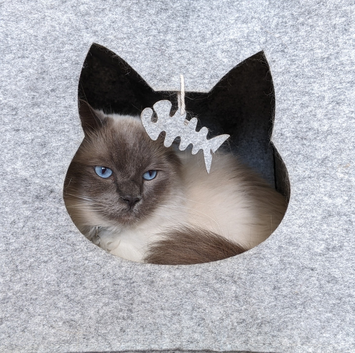 Spondon Village Cattery added a... - Spondon Village Cattery