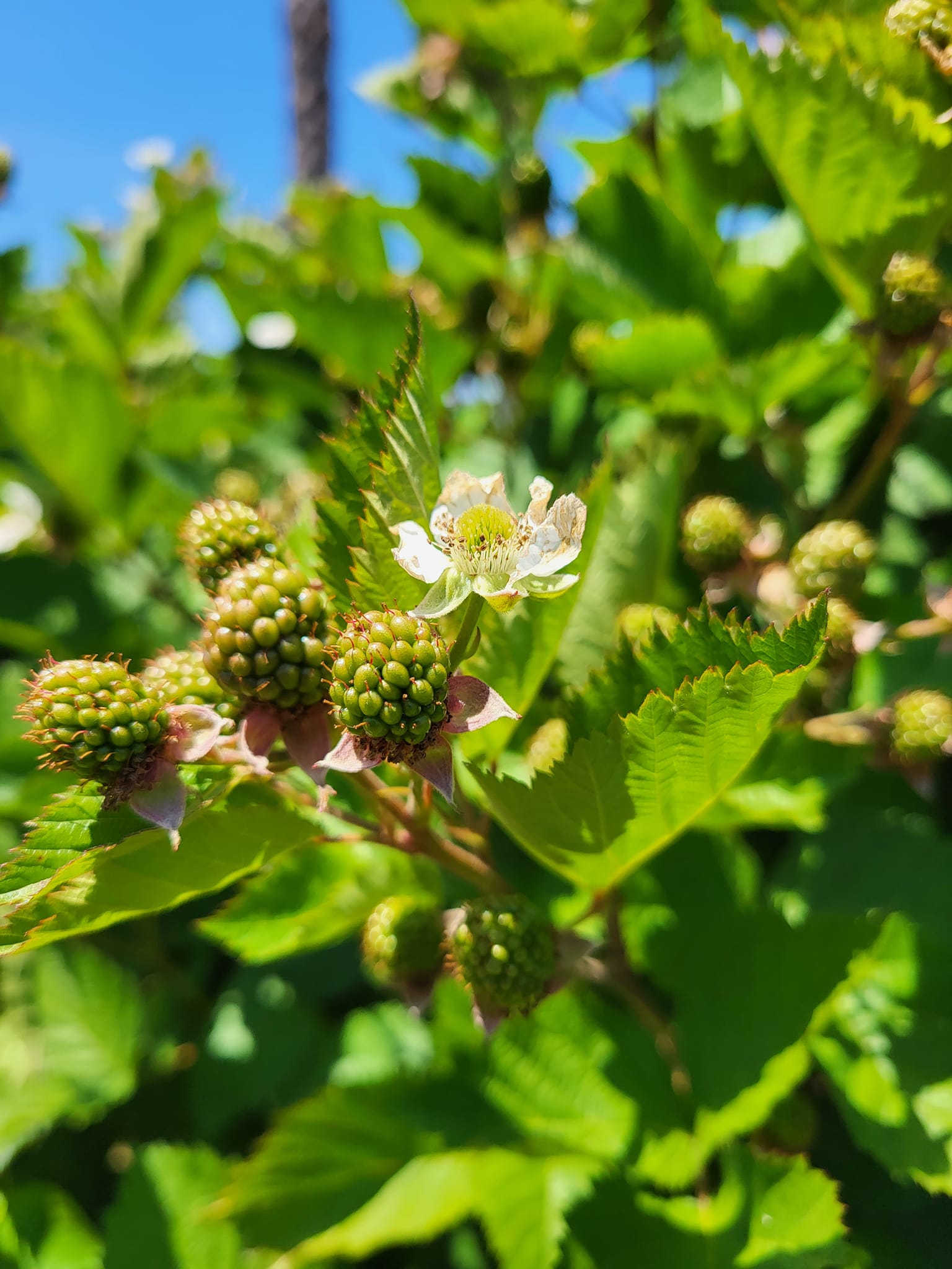 It looks like the thornless... - Amber Oaks Berry Farm