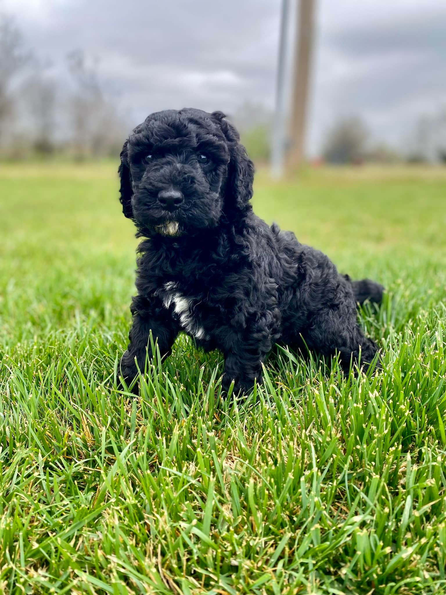 Black F1B Goldendoodles in El Dorado, KS