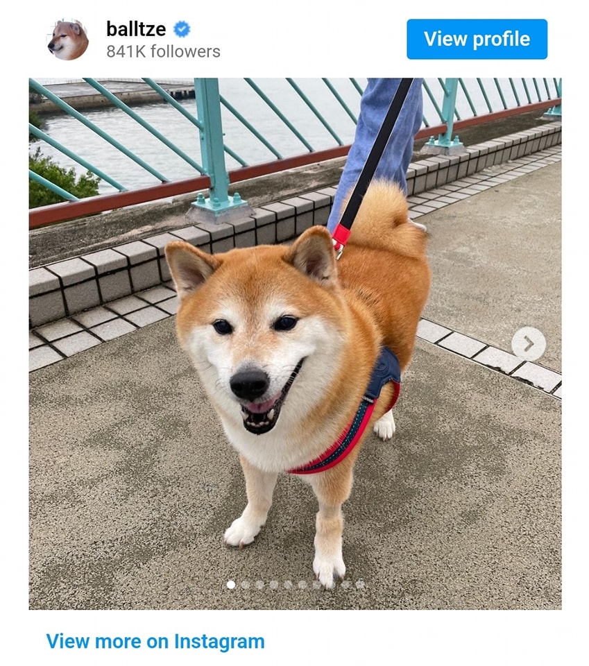 RIP Cheems. #MemeGOAT #Dogeboss... - Locker Room Podcast | Facebook