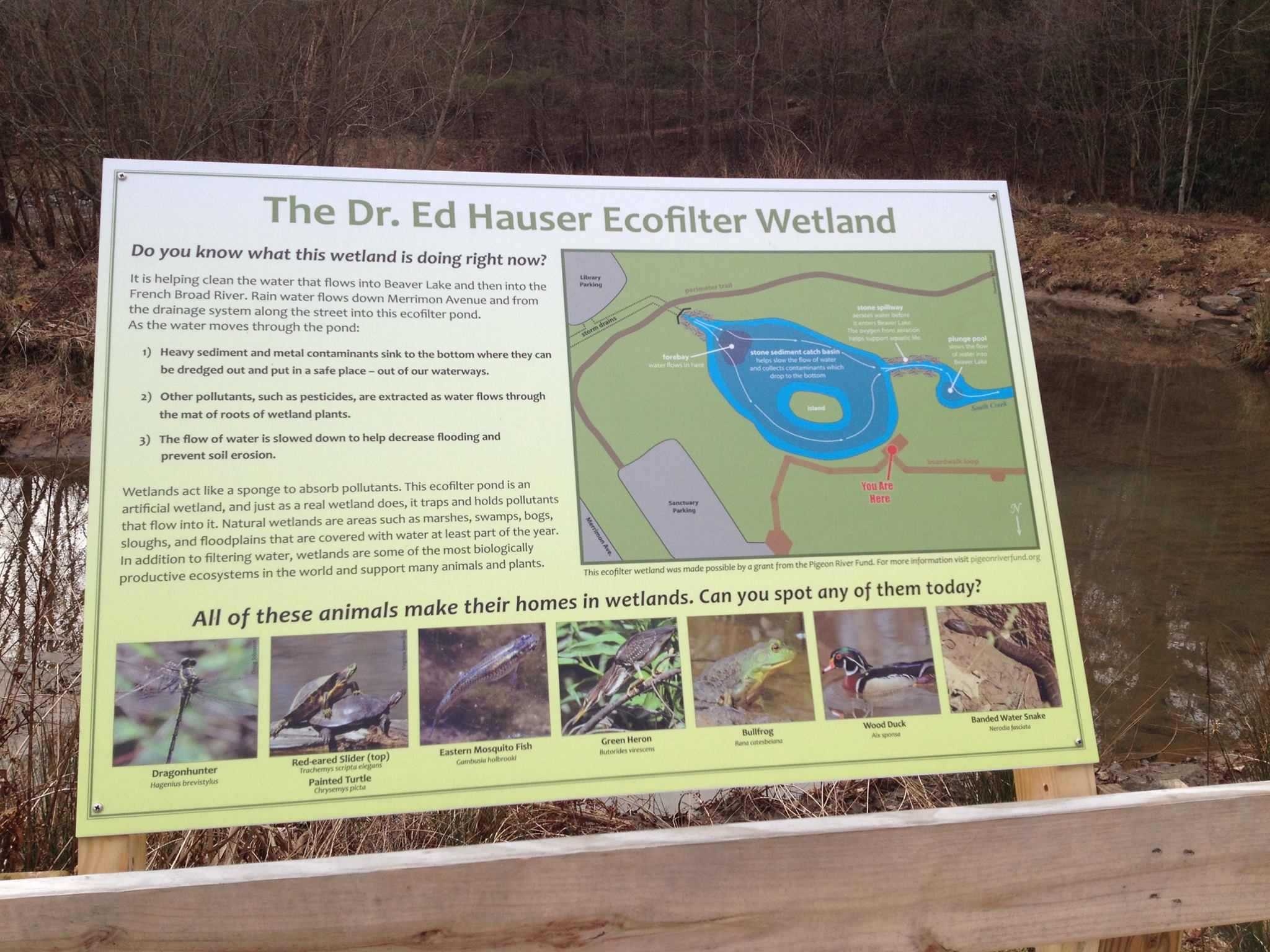 Blue - Work Day at Beaver Lake Bird Sanctuary in the morning! We are ...