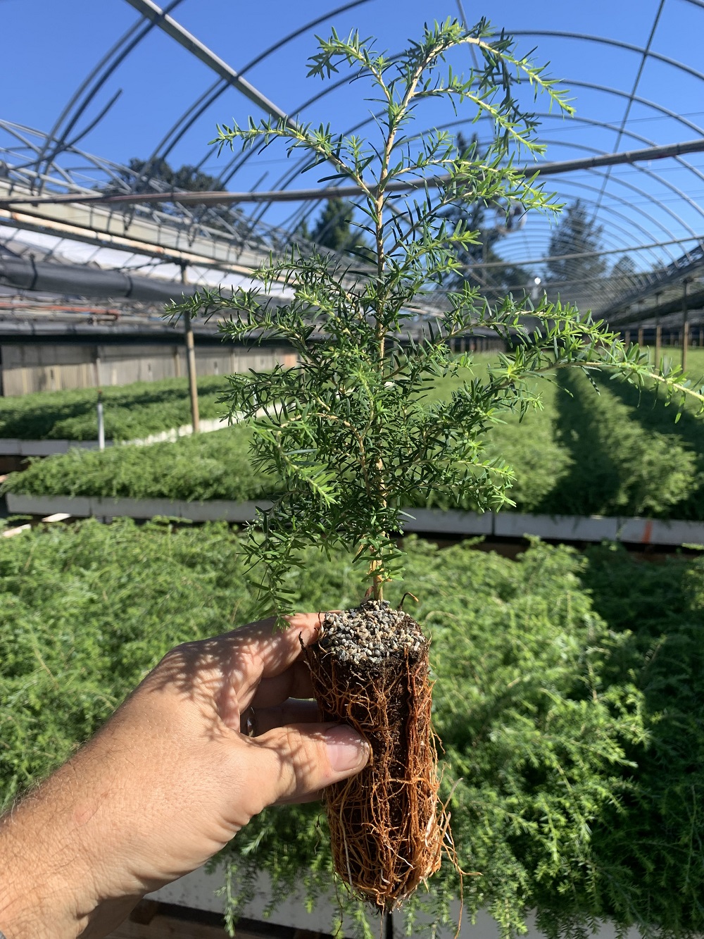 Arbutus - This #reforestation #seedling is resistant to Swiss needle ...