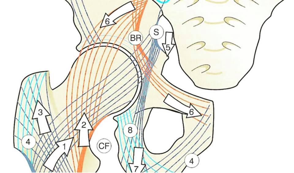 Knowledge3dart - Lumbopelvic Biomechanics – Integrated Directional ...