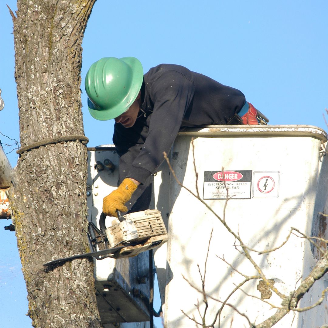 🌿 Trees are a vital part of our... - Adelaide Tree Surgery | Facebook