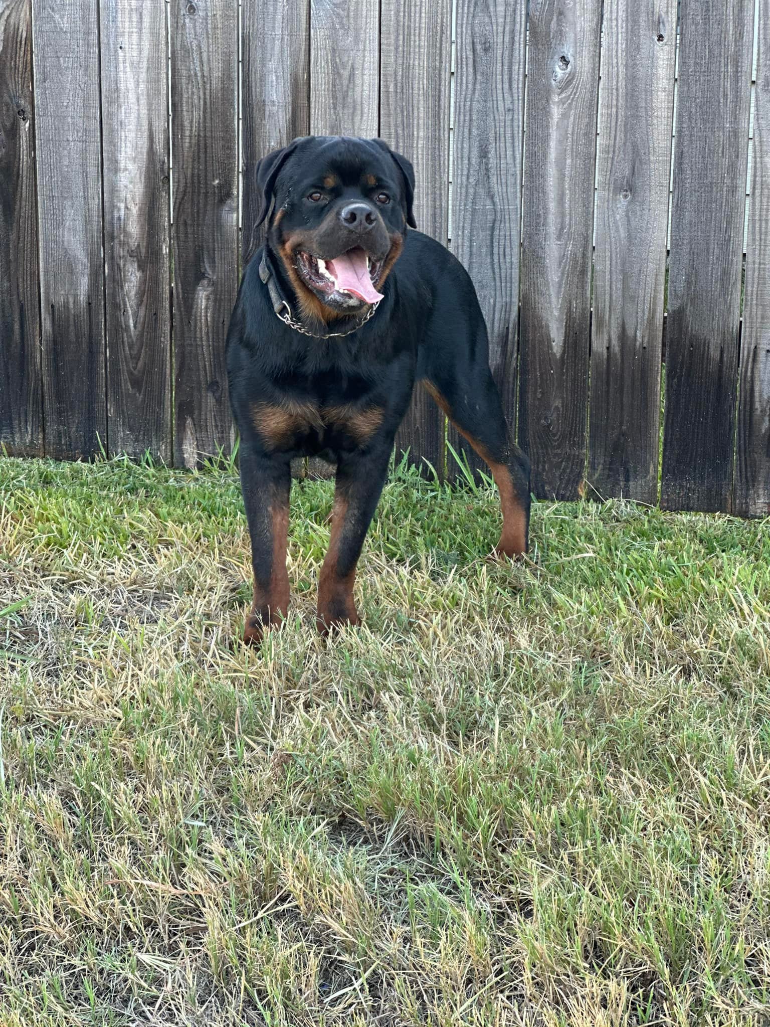 Rottweilers in houston