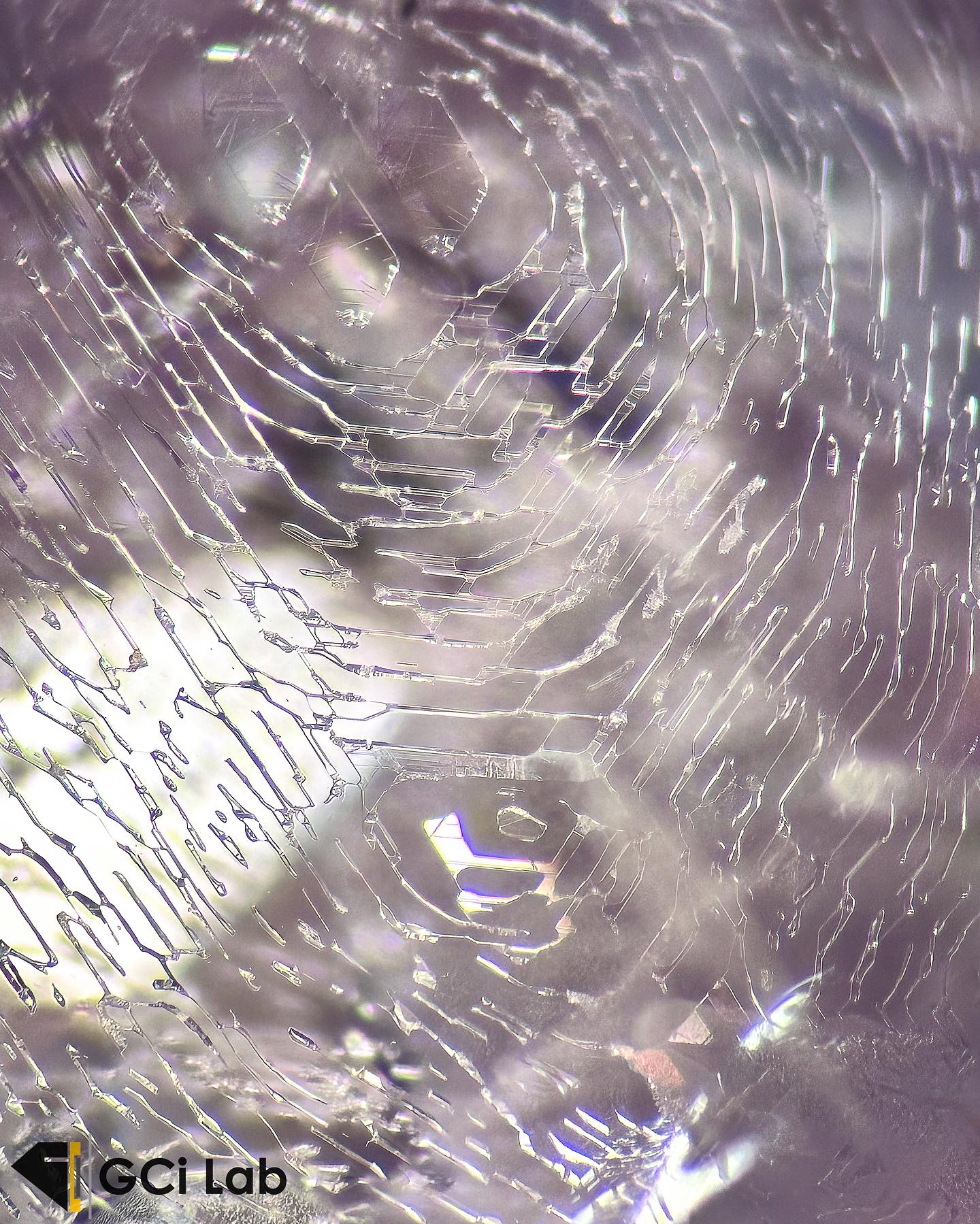 GCi - This characteristic fingerprint inclusion is found in an ...