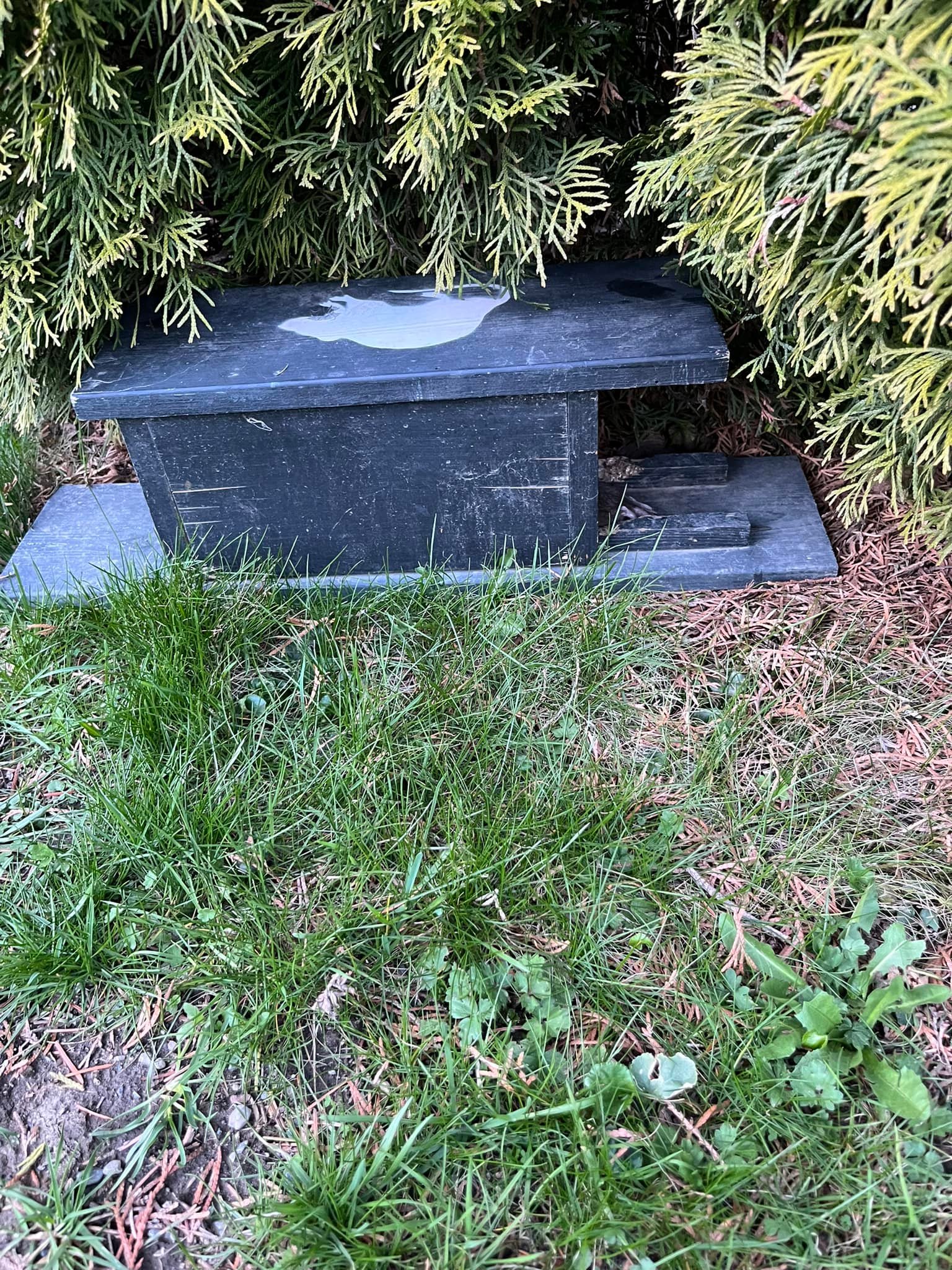 Chilliwack a Rat | Chilliwack BC
