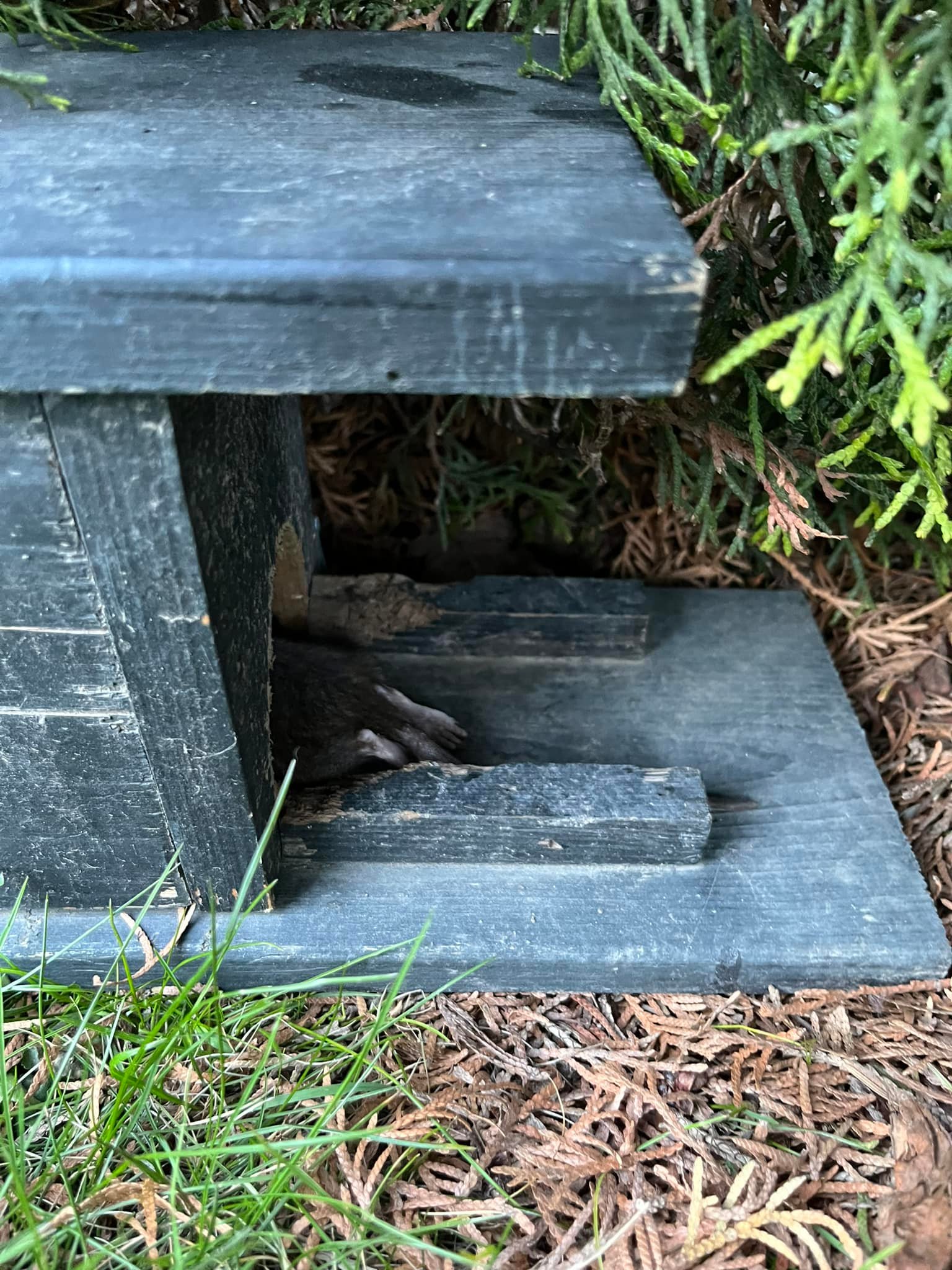 Chilliwack a Rat | Chilliwack BC