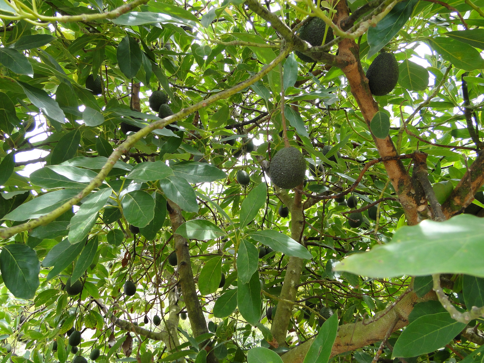 Del - #FunFactFriday! Did you know Hass avocado trees can live for up ...