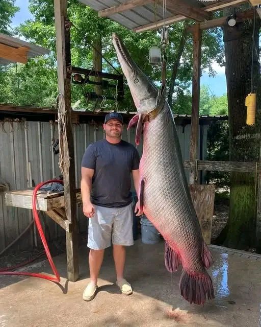 Geraldo - New Toledo Bend record for Alligator Gar. 7'8