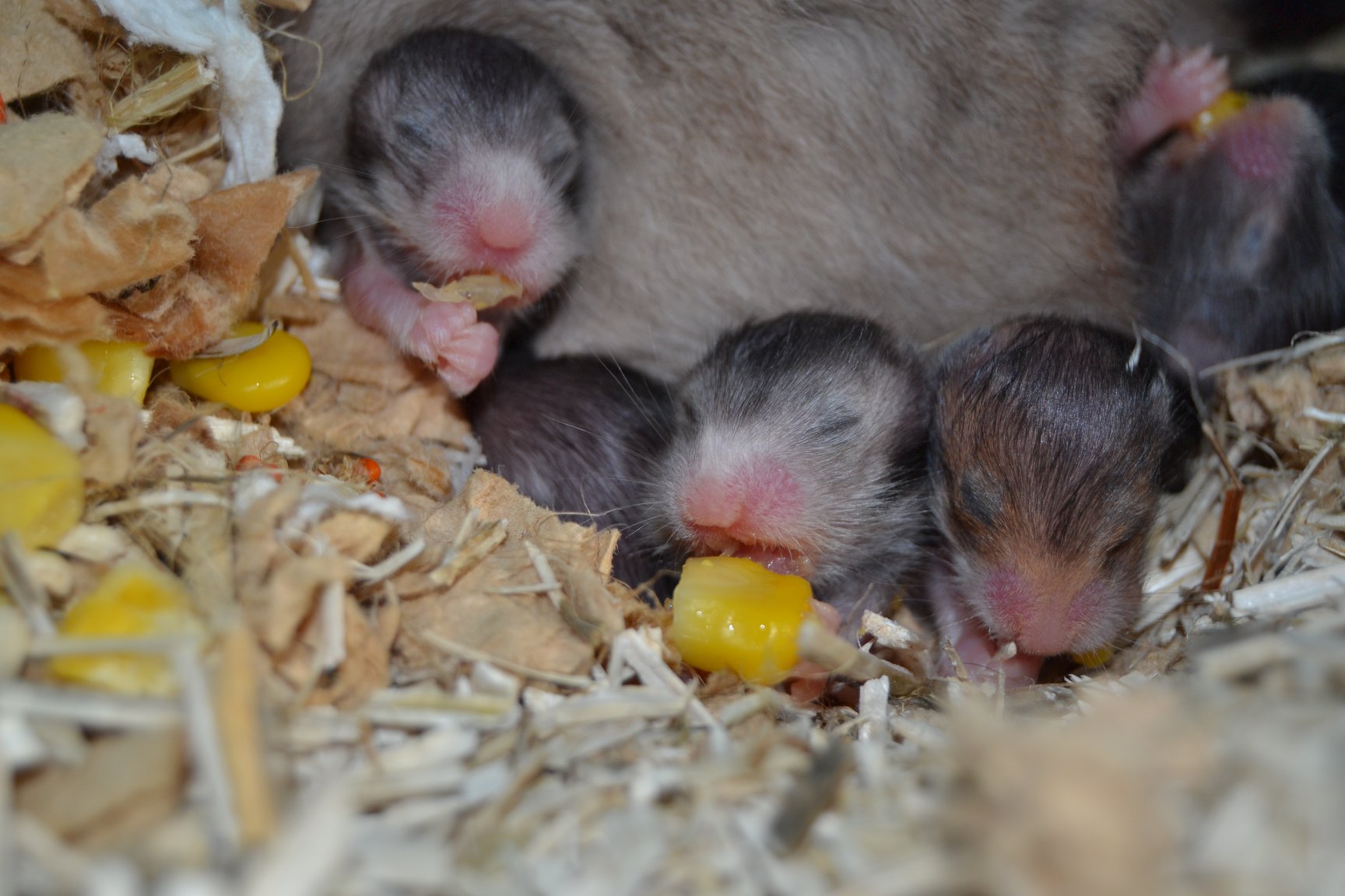 Nu er ungerne 11 dage og... - My Little Mysterious Hamster | Facebook