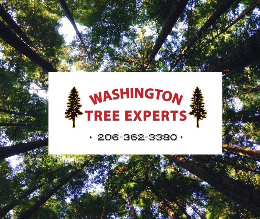 Washington Tree Experts