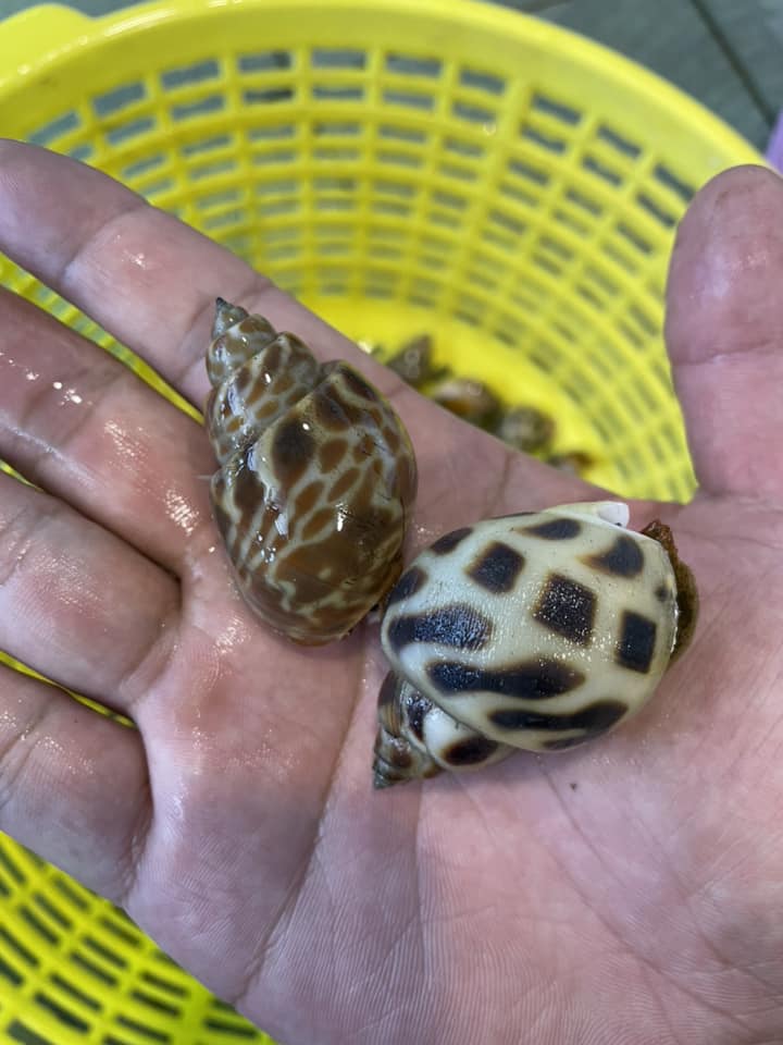 一簍魚 - 黃螺跟白螺 這樣差異看的出來了吧！