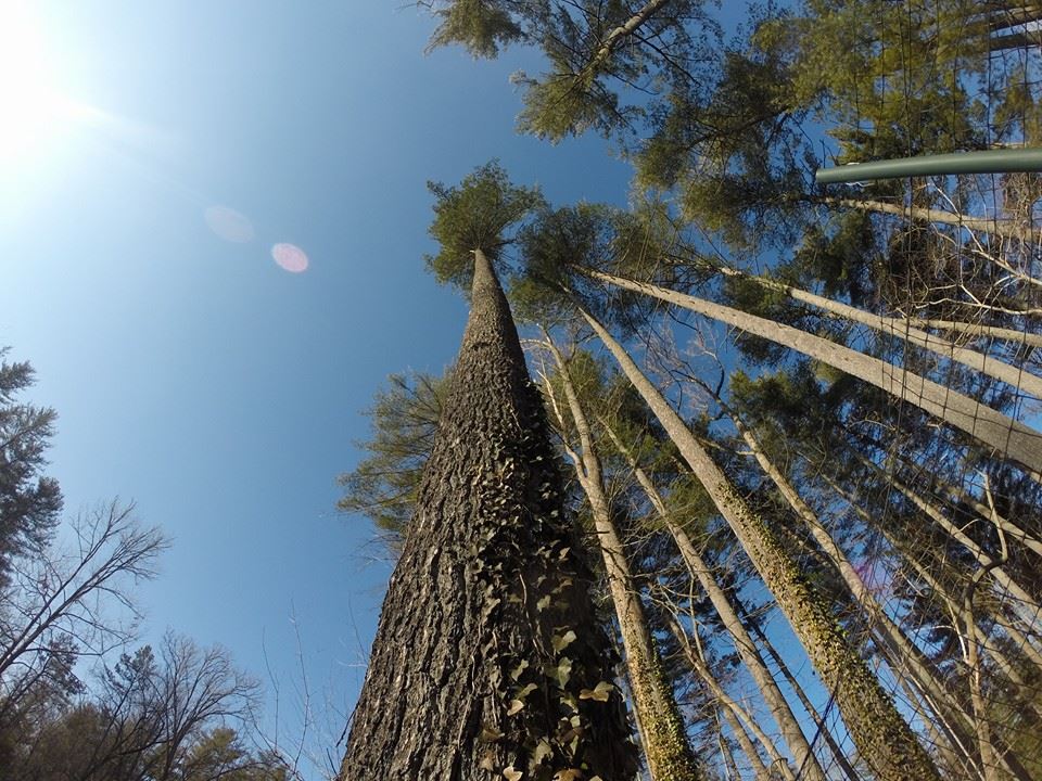 Asheville Tree Ninja LLC | Asheville NC