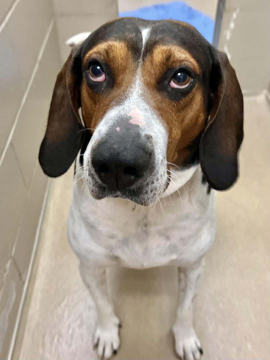Extraordinary Animal Control Macon Ga Gallery