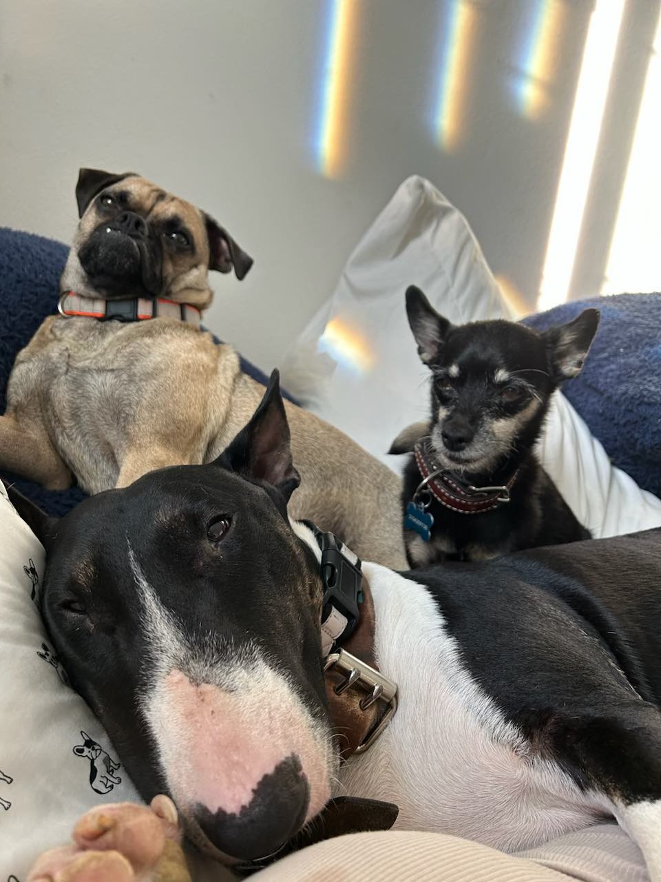 Bull Terrier Rescue Ranch