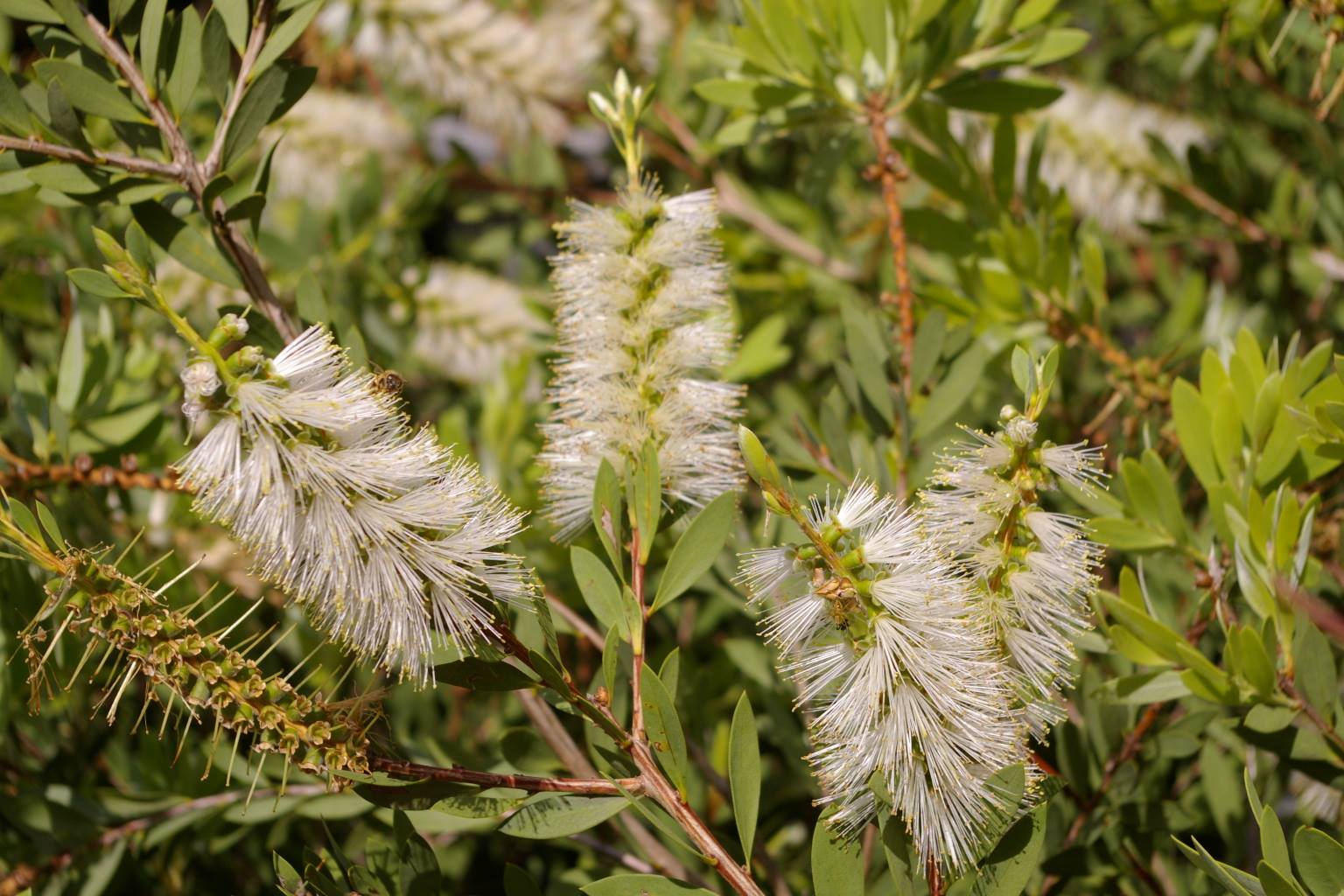 little-pee-dee-nursery-rondeletia-leucophylla-facebook